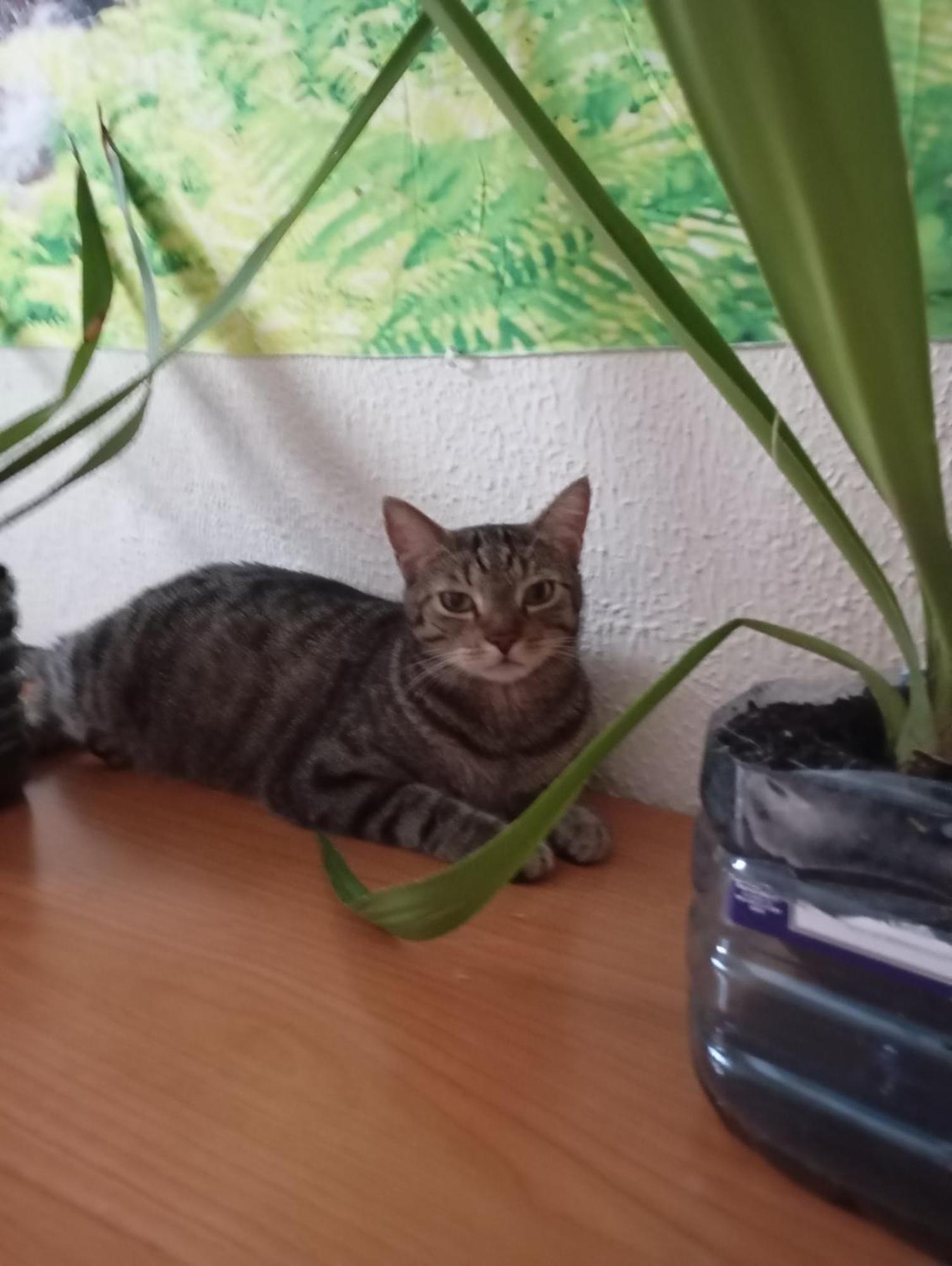 Grosses Modernes Zimmer "Silber" Fuer 2 Personen Und Katzenliebhaber Валенсия Экстерьер фото